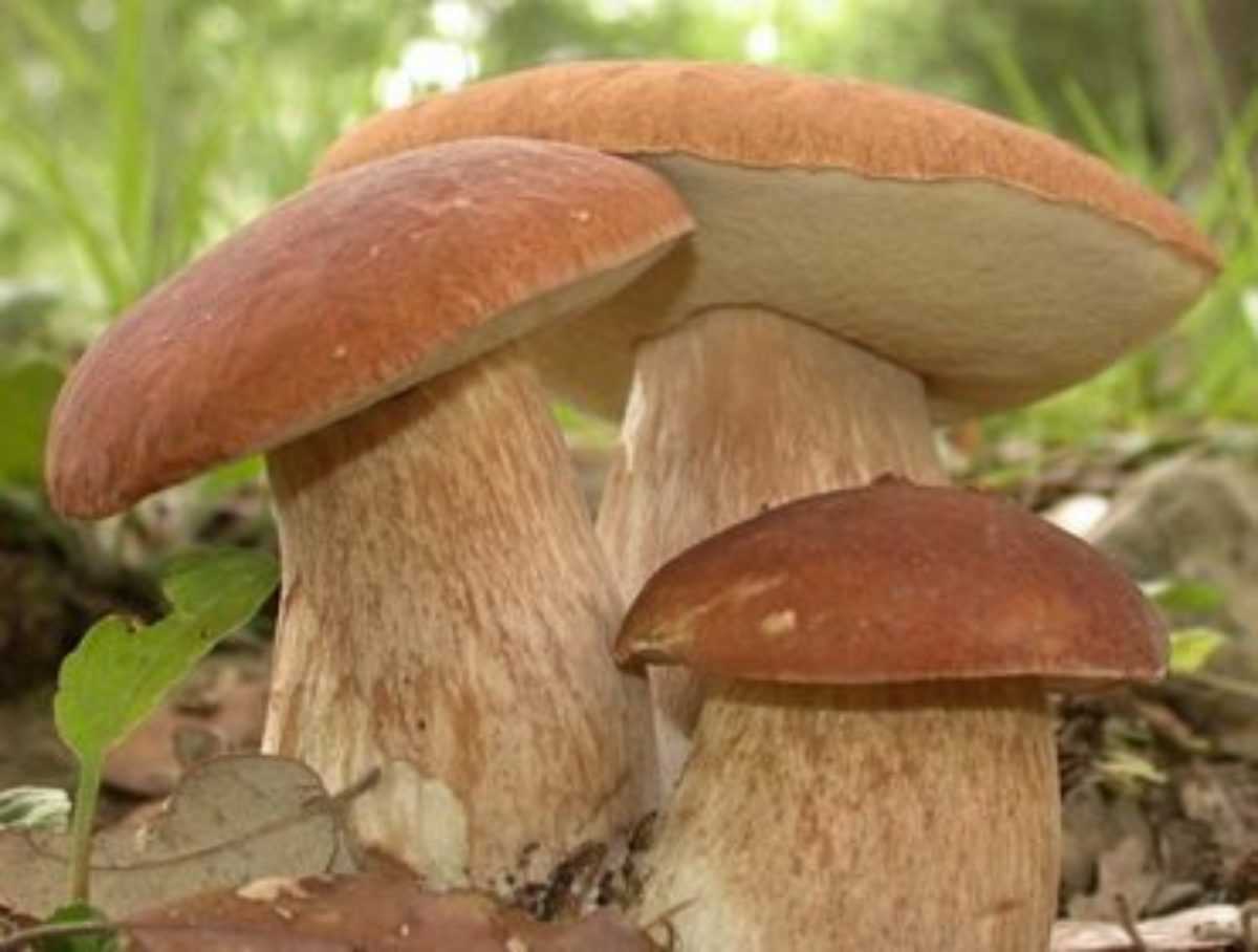 Боровик двухцветный: описание внешнего вида, места обитания. Можно ли есть этот вид грибов, как отличить от ложных двойников.