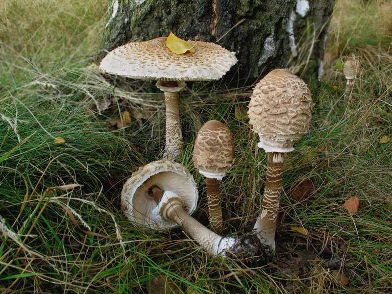 Гриб зонтик (фото). узнайте, какой гриб зонтик съедобный, а какой - ядовитый