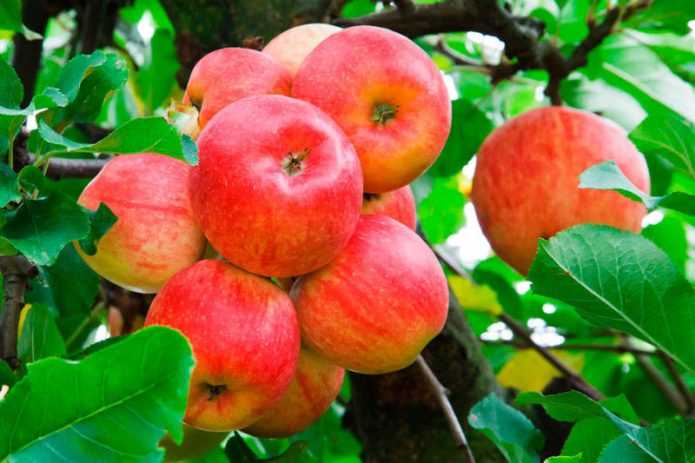 Посадка яблони осенью: как правильно посадить, пошаговое руководство
