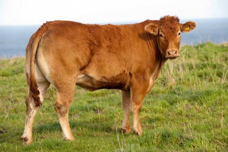 Молочные породы коров: как выбрать буренок этого направления в россии, какие самые лучшие, и описание и фото высокоудойных, мясо-молочных видов