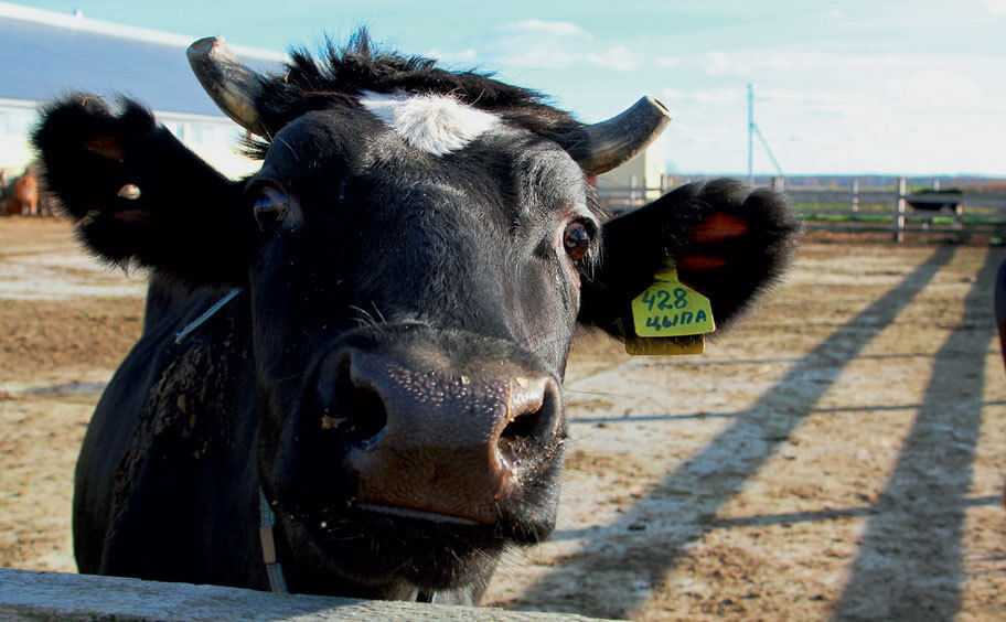Порода коров ярославской области – характеристика быков и телят с фото: плюсы и минусы крупного рогатого скота (крс)