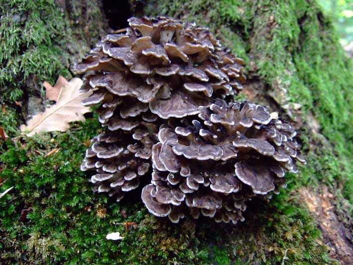 Почему отношения гриба трутовика и берёзы считают примером паразитизма? | полезная информация для всех