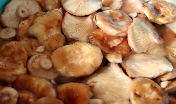 Сколько варить грибы перед жаркой и зачем это нужно делать? :: syl.ru