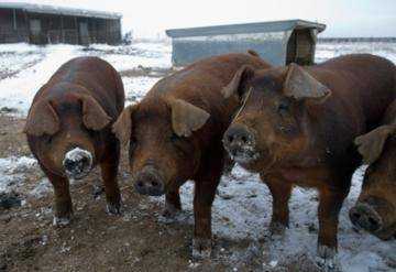 Свиньи породы мангалица: описание, характеристика, мнения животноводов