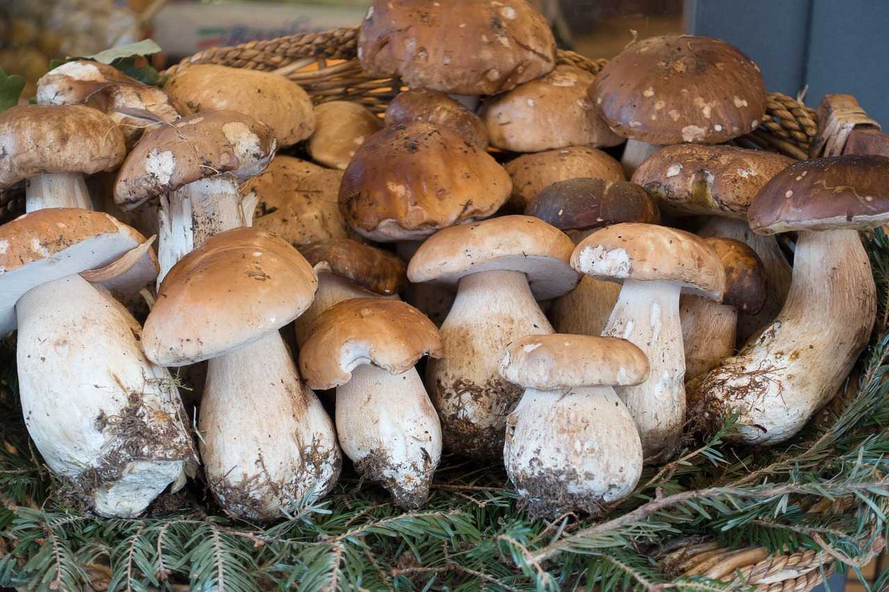Все ли боровики можно есть: разбираемся в видах “полковника среди грибов”