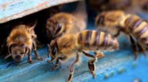 Расплод мешотчатый – заболевание пчелиного расплода