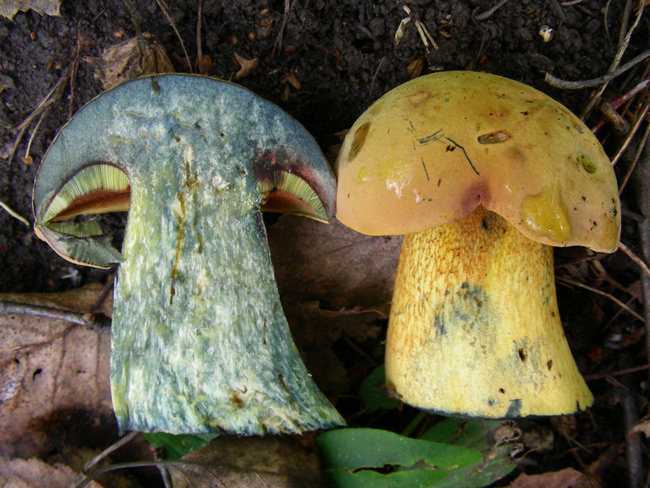 Гриб дубовик съедобный или нет. поддубник (boletus lur />фото и описание гриба поддубника | дачная жизнь