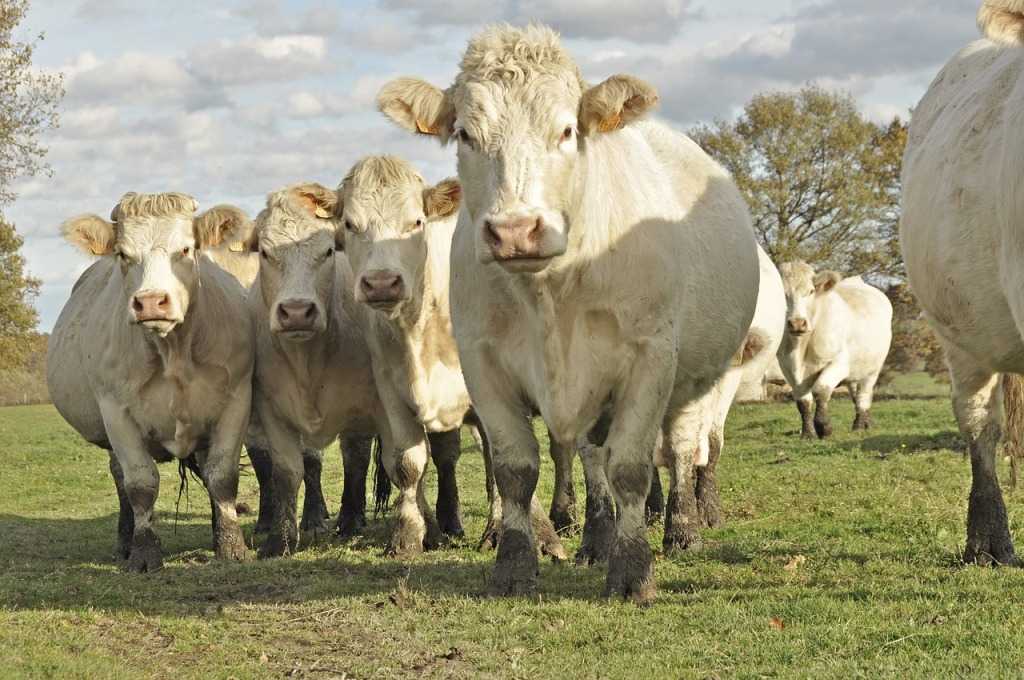 Обзор породы коров шароле, ее описание, видео и фото
обзор породы коров шароле, ее описание, видео и фото