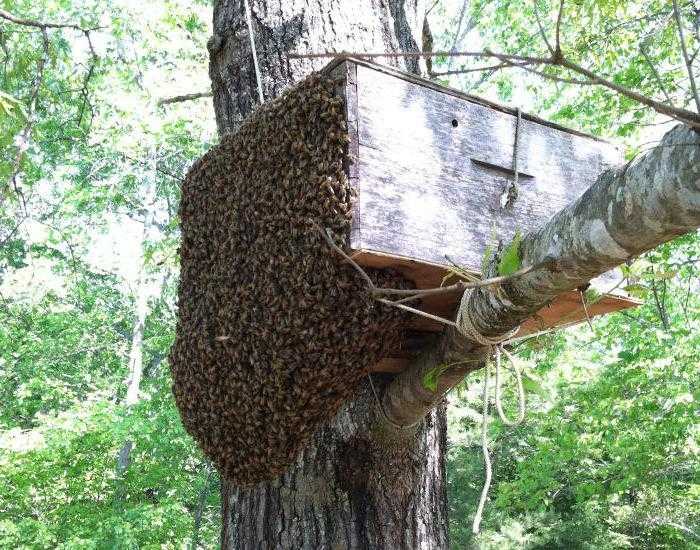 Как поймать рой пчел в ловушку - секреты успешной охоты