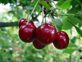 Богатырка – один из лучших сортов вишни для сада и дачи