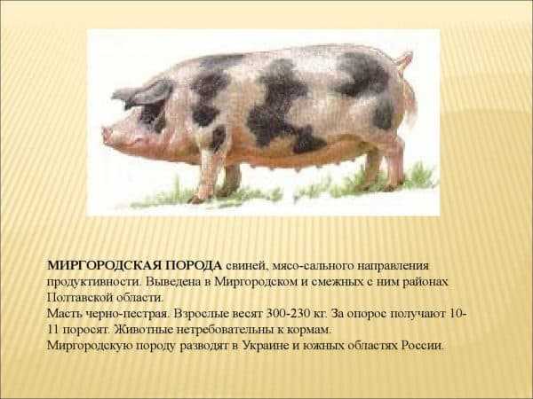 Мясные породы свиней, их особенности и характеристики