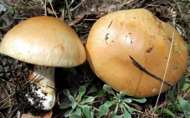 Паутинник бело-фиолетовый (cortinarius alboviolaceus) –  грибы сибири