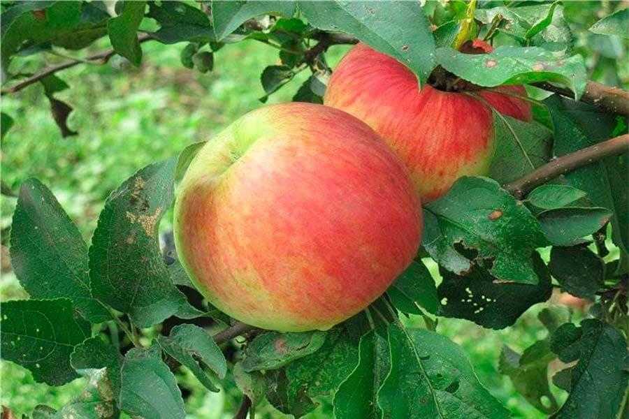 Обеспечь хороший урожай: как ухаживать за яблоней весной после зимы