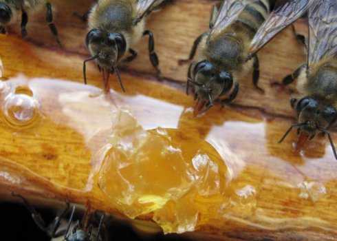 Бисанар для пчел: инструкция по применению, особенности обработки