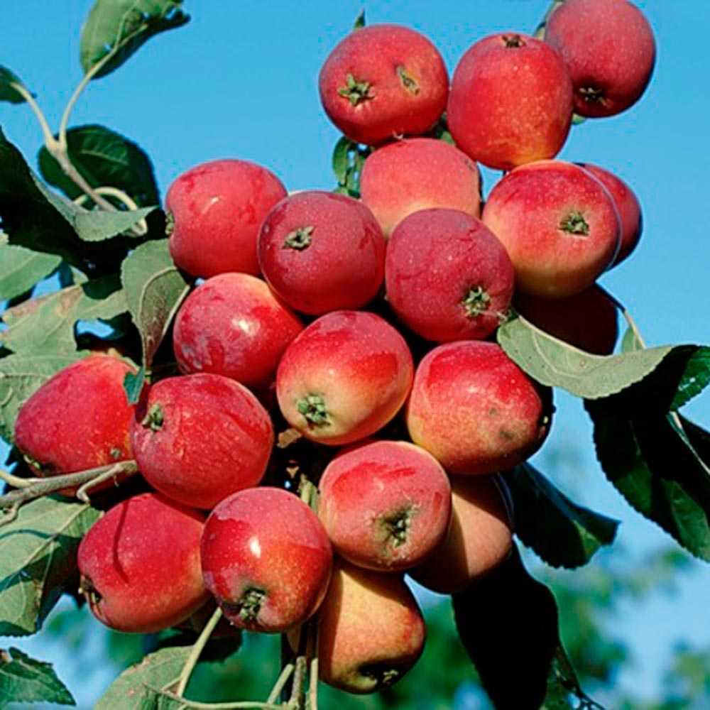 Яблоня китайка – как выглядит, срок созревания, зимостойкость, вкус, основные сорта
