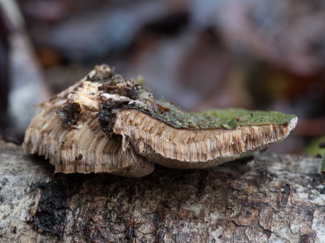 Научная библиотека - рефераты -  видовой состав трутовиковых грибов окрестностей г. чернигова