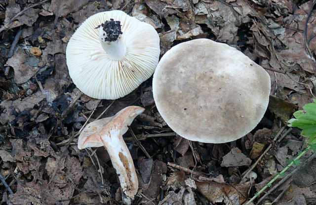 Классификация грибов по пищевой ценности, грибы 1 категории