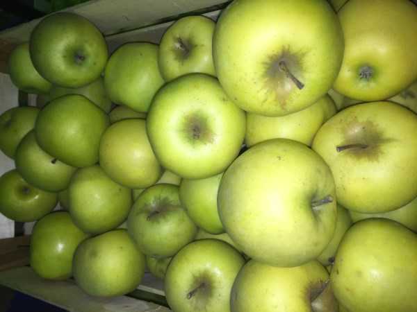 Сорт яблони мельба: отзывы, фото, вкусовые качества яблок, описание, выращивание, посадка и уход, опылители, обрезка деревьев