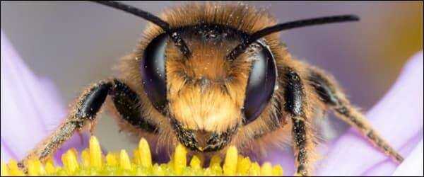 Пчела: описание, размножение, образ жизни, интересные факты