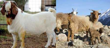 Тоггенбургская коза: описание породы, условия содержания и характеристики