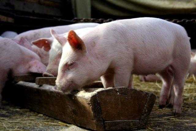 Кормовые добавки для свиней