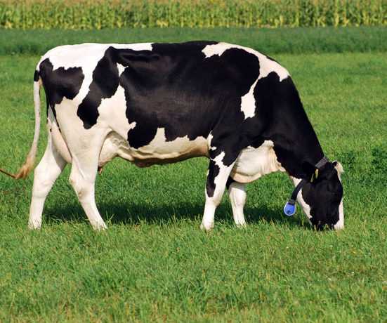 Черно-пестрая голштинизированная порода коров — характеристика голштинской