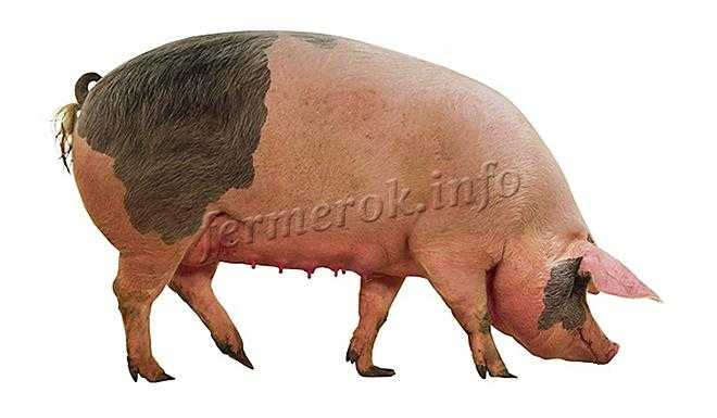 Порода свиней венгерская мангалица (48 фото): характеристика волосатых поросят и взрослых кудрявых свиней. отзывы владельцев