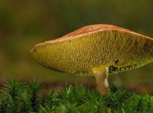 Как выглядит козленок гриб. грибы козлята ложные: как отличить от съедобных, инструкция с фото и описанием | дачная жизнь