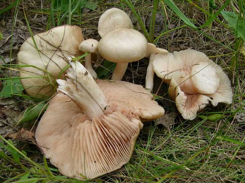 Энтолома стальная (entoloma chalybeum) –  грибы сибири