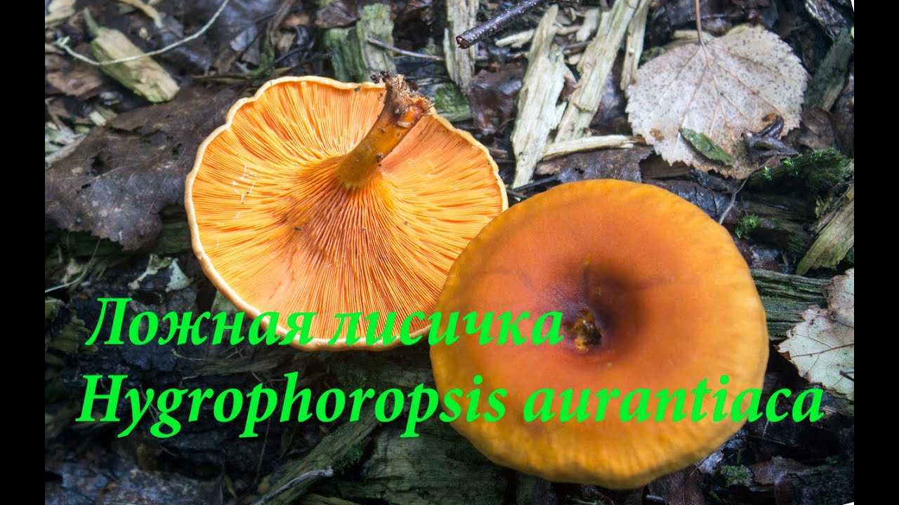 Белошампиньон румянящийся – малоизвестный гриб