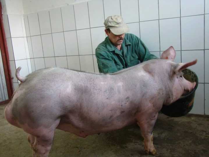 Свиньи пьетрен: характеристика, фото, отзывы о породе