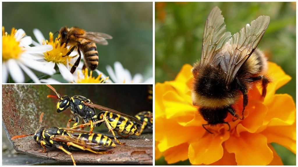 Отличия осы, пчелы, шершня и шмеля: чем отличаются насекомые и их сравнение с фото