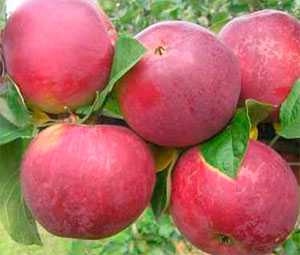 Яблоня орлинка: фото и описание сорта, отзывы