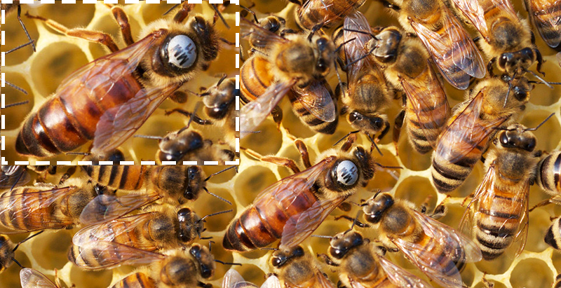 Как выглядит пчелиная матка