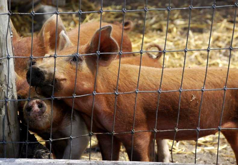 Уникальная технология содержания свиней на глубокой подстилке