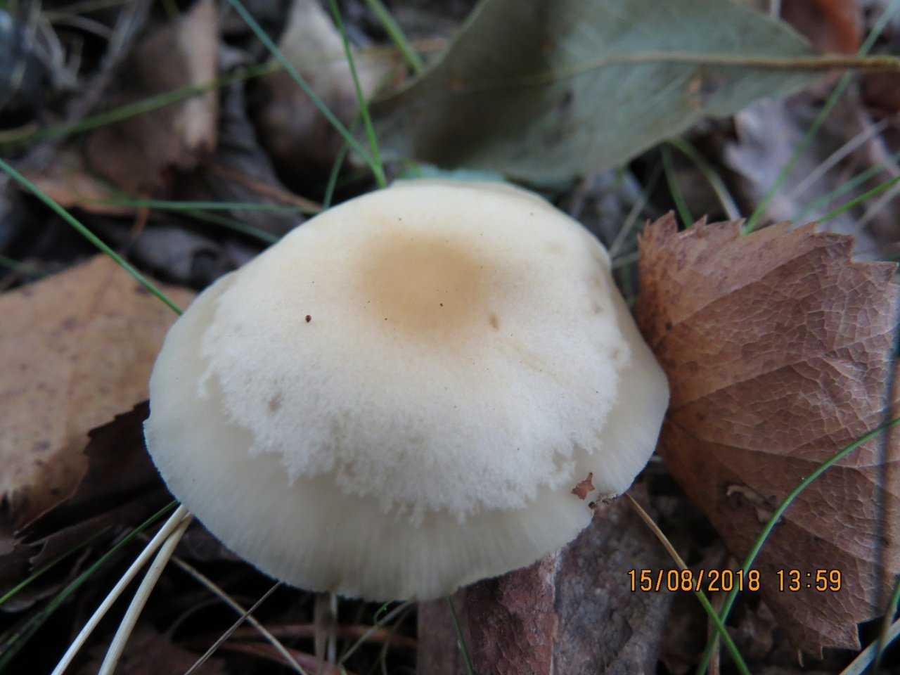 Как выглядят опята и какие виды растут в наших лесах - грибы собираем