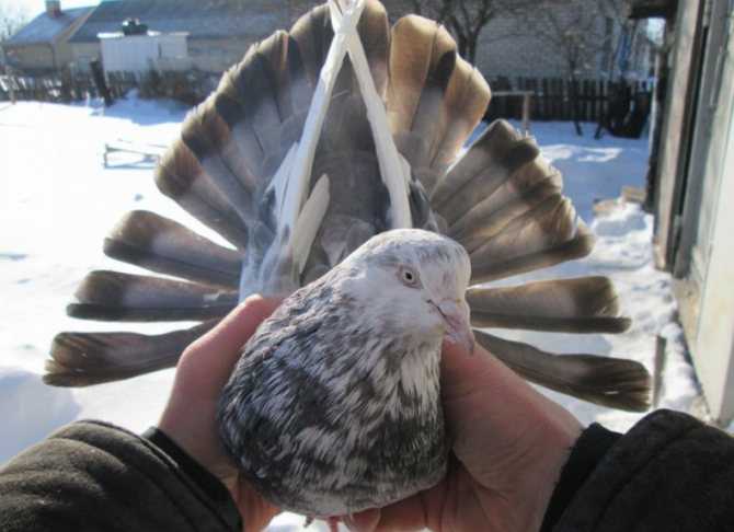 Николаевская порода голубей — уловия разведения и содержания