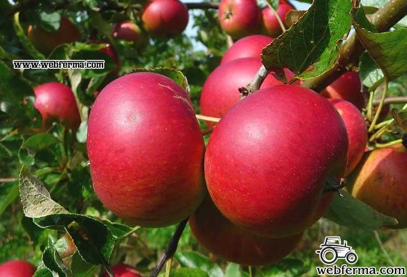 Востребованный сорт, выведенный в россии — яблони услада