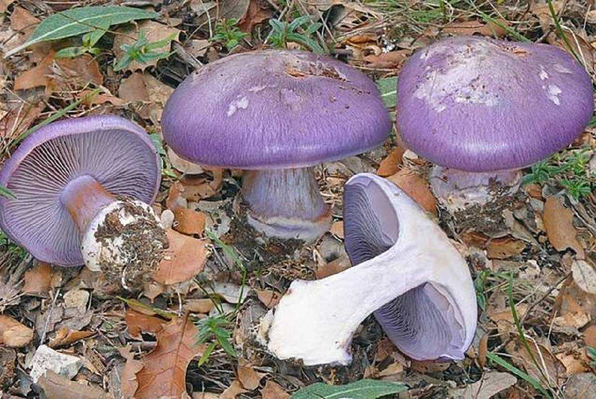 Отравление грибами — википедия