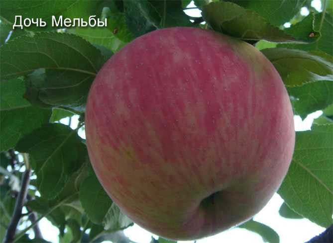 Характеристика карликовой яблони сорта мельба