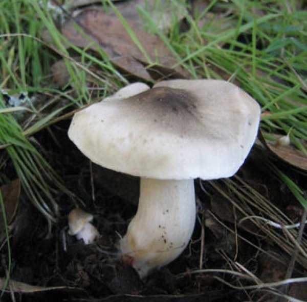 Вёшенка ильмовая (hypsizygus ulmarius) или лиофиллум ильмовый: фото, описание и как приготовить гриб