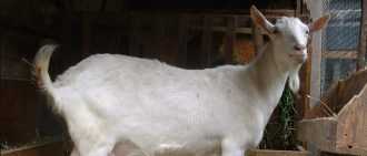 Породы коз: фото, названия и описание каждой из них