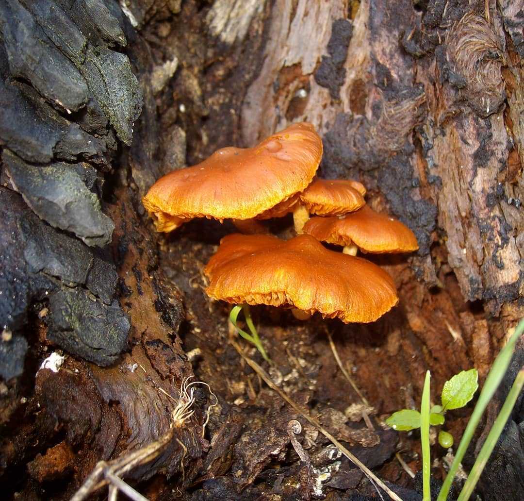 Чем опасен гриб гимнопил сосновый?