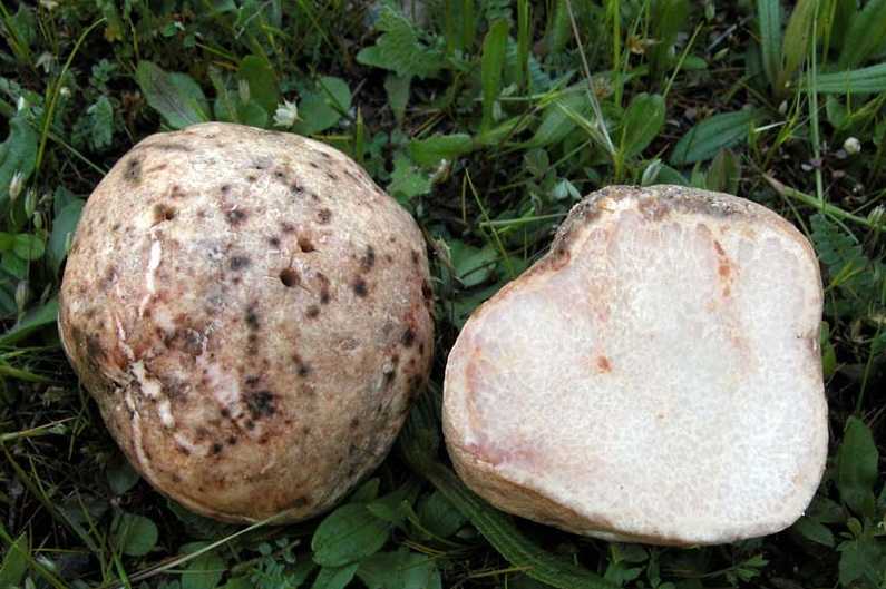 Каков на вкус трюфель – самый дорогой гриб в мире