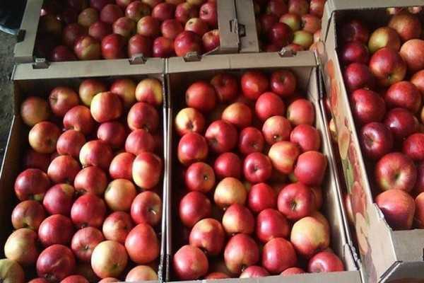 Характеристика уральского сорта яблони краса свердловска - мы дачники