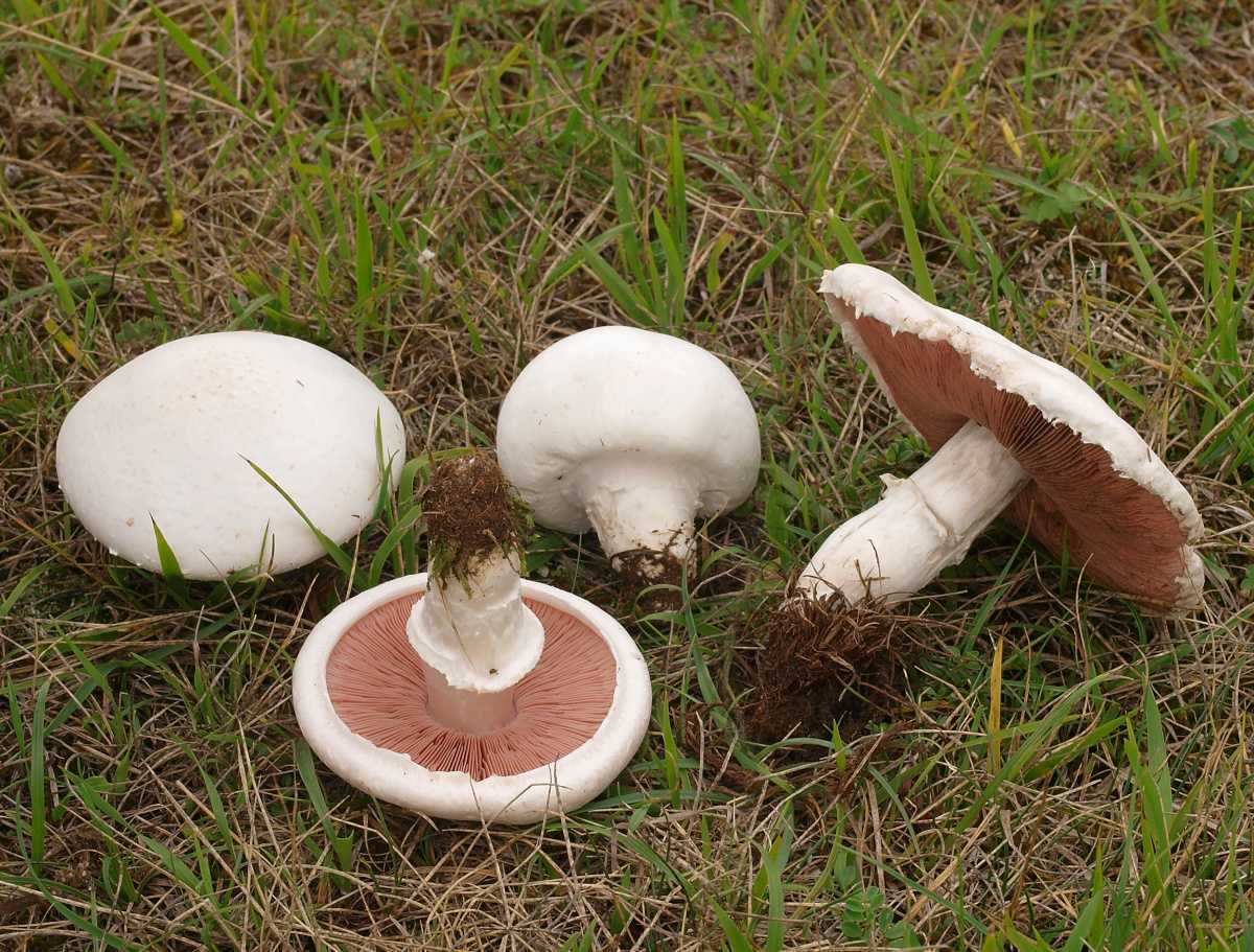 Шампиньон августовский – гриб с миндальным запахом