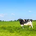 Ветеринария крс | маститы у высокопродуктивных коров