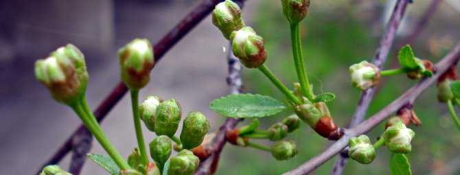Весна — сезон обработки абрикоса от болезней и вредителей