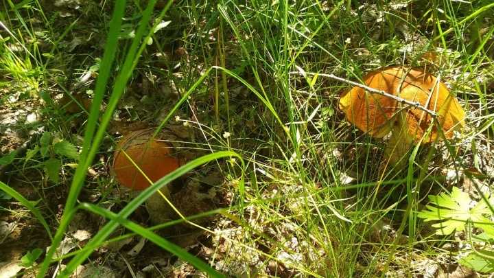 Опята в екатеринбурге (свердловской области) в 2020 году: октябрь, сентябрь, грибные места