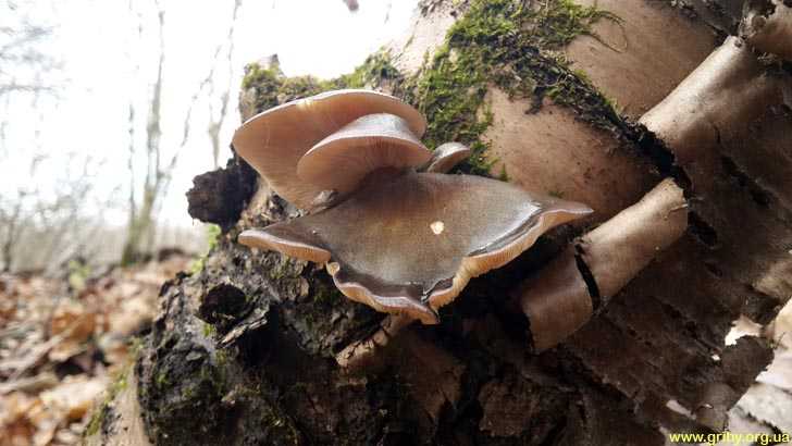Все ли коричневые грибы вы знаете?